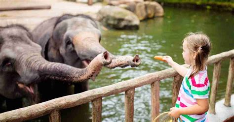 10 Best Zoos to Visit in Asia With Your Family This Summer.